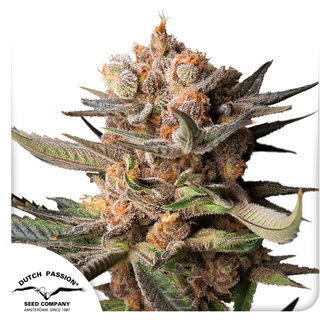 Auto Frozen Biscotti (Dutch Passion) feminized
