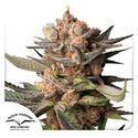 Auto Frozen Biscotti (Dutch Passion) feminized