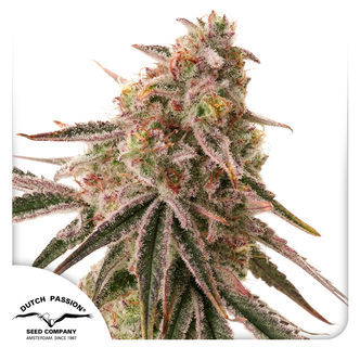 Frozen Biscotti (Dutch Passion) feminized