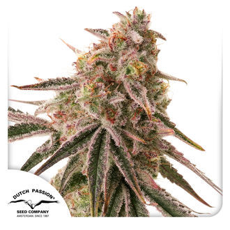 Frozen Biscotti (Dutch Passion) feminized