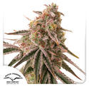 Frozen Biscotti (Dutch Passion) feminized