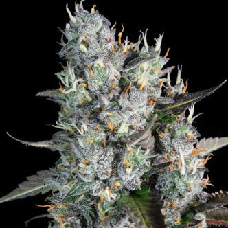 Red Velvet Auto (Paradise Seeds) feminized