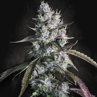 Red Velvet Auto (Paradise Seeds) feminized