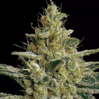 Allkush (Paradise Seeds) feminized