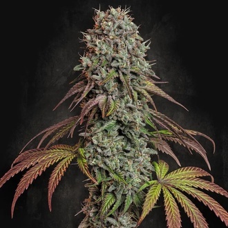 Blue Gem (Paradise Seeds) feminized
