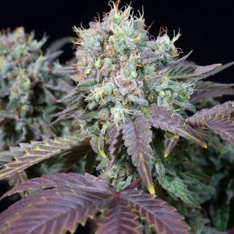 Blue Gem (Paradise Seeds) feminized