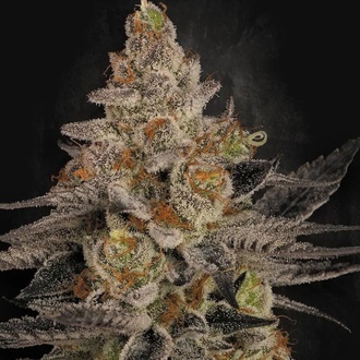 Chocolate Wafflez (Paradise Seeds) feminized
