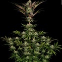 Chocolate Wafflez (Paradise Seeds) feminized