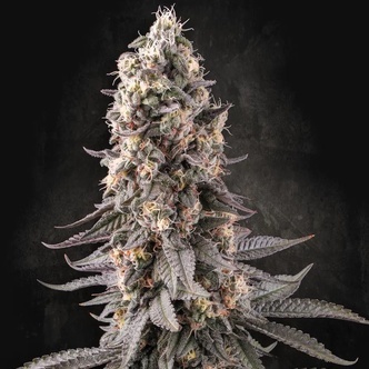 El Dorado OG (Paradise Seeds) feminized