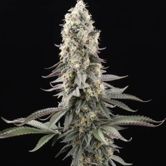 El Dorado OG (Paradise Seeds) feminized