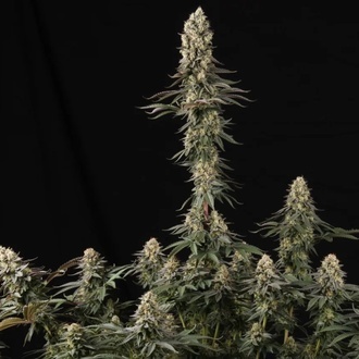 El Dorado OG (Paradise Seeds) feminized