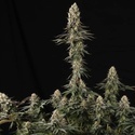 El Dorado OG (Paradise Seeds) feminized