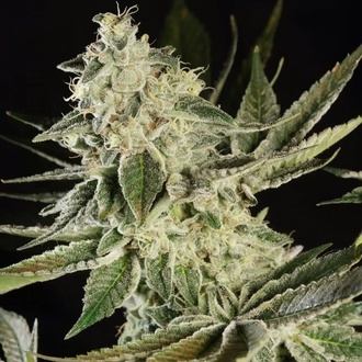 Glowstarz (Paradise Seeds) feminized