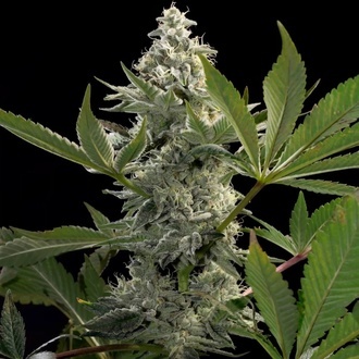 Glowstarz (Paradise Seeds) feminized