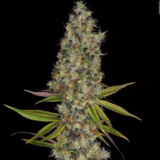 Rainbow Road (Paradise Seeds) feminized