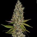 Rainbow Road (Paradise Seeds) feminized