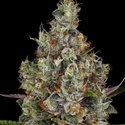 Rainbow Road (Paradise Seeds) feminized