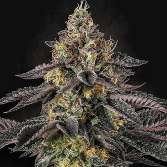Sunset Paradise (Paradise Seeds) feminized