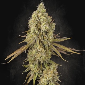 Tangerine Sorbet (Paradise Seeds) feminized