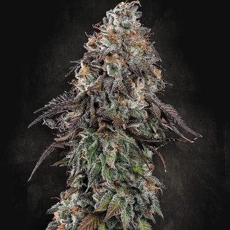 White Noise (Paradise Seeds) feminized