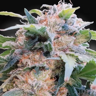 CBDream (Paradise Seeds) feminized