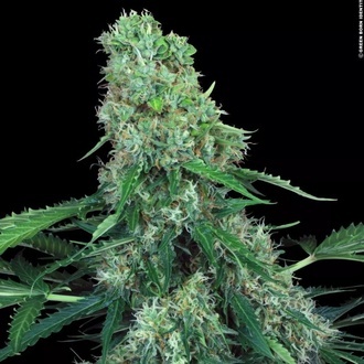 Pandora Auto (Paradise Seeds) feminized