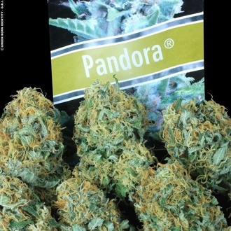 Pandora Auto (Paradise Seeds) feminized