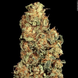 Vertigo Auto (Paradise Seeds) feminized