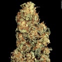 Vertigo Auto (Paradise Seeds) feminized