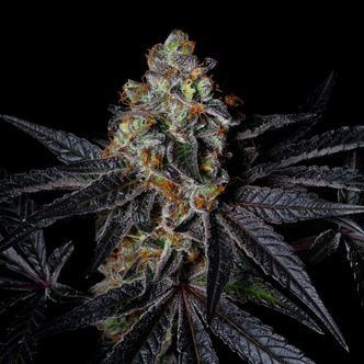 Diamond Dust (Pure Instinto) feminized
