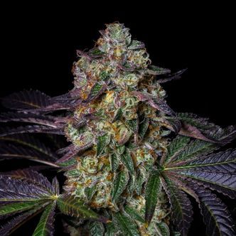 Kushmallow (Pure Instinto) feminized