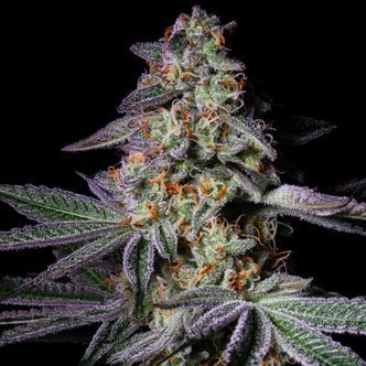 Pure Glitter (Pure Instinto) feminized
