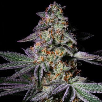 Pure Glitter (Pure Instinto) feminized