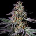 Pure Glitter (Pure Instinto) feminized