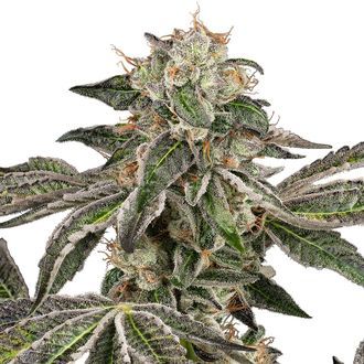 Runtz Autoflower (White Label) feminized