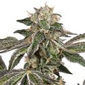 Runtz Autoflower (White Label) feminized