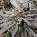 Gasserole (Solfire Gardens) feminized