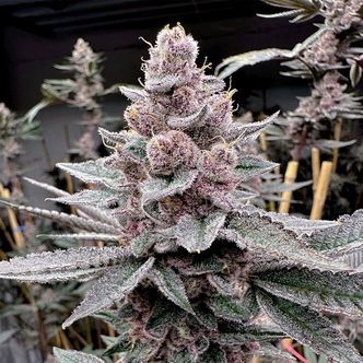 Miami Madness (Solfire Gardens) feminized