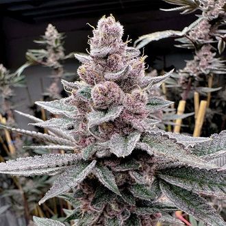 Miami Madness (Solfire Gardens) feminized