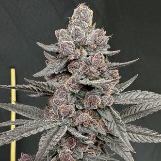 Sinfero (Solfire Gardens) feminized