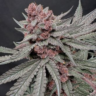 Terpgasm (Solfire Gardens) feminized