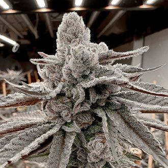 Yummy Yummy (Solfire Gardens) feminized