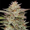 Banana OG (Humboldt Seed Company) feminized