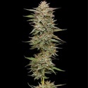 Banana OG (Humboldt Seed Company) feminized
