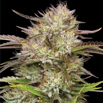 California Haze (Humboldt Seed Company) feminized