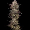 Chicken N' Wafflez (Humboldt Seed Company) feminized