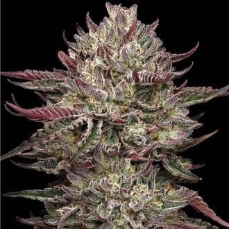 Chicken N' Wafflez (Humboldt Seed Company) feminized