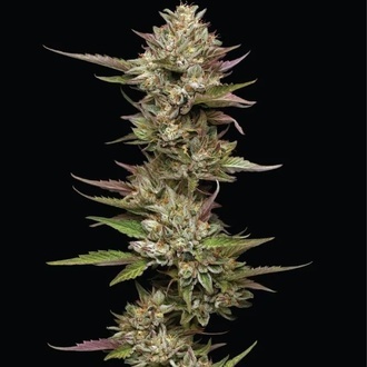 Moon Fog (Humboldt Seed Company) feminized