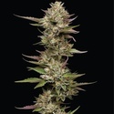 Moon Fog (Humboldt Seed Company) feminized