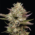Moon Fog (Humboldt Seed Company) feminized